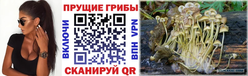 Купить  Калининец  Галлюциногенные грибы GOLDEN TEACHER 